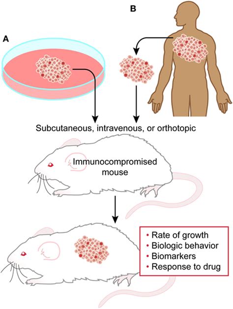 murine blood in mice